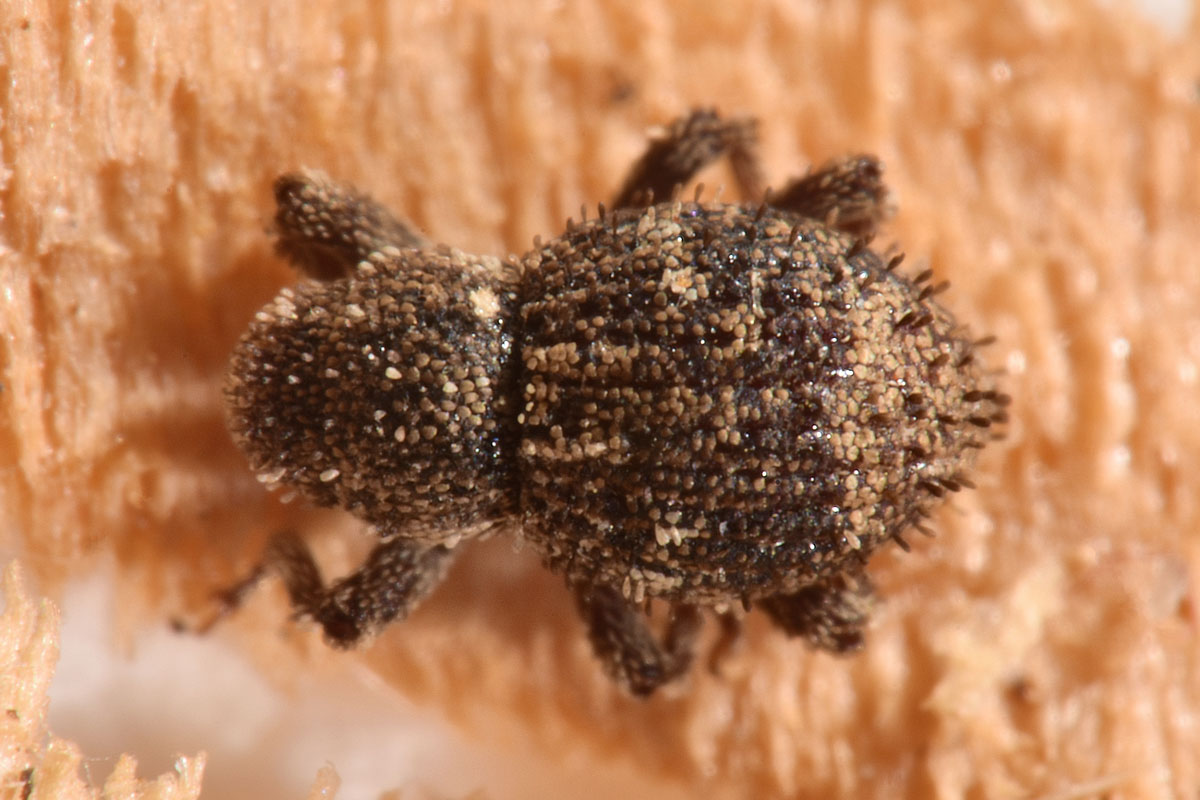 Curculionidae: Acalles sp?  Sì, Acalles temperei!